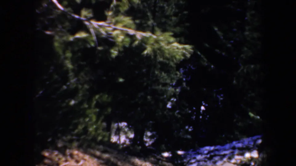 Shadowed Oregon forest view with evergreen branches, dark trunks, and pale ground patches captured on 8mm film.