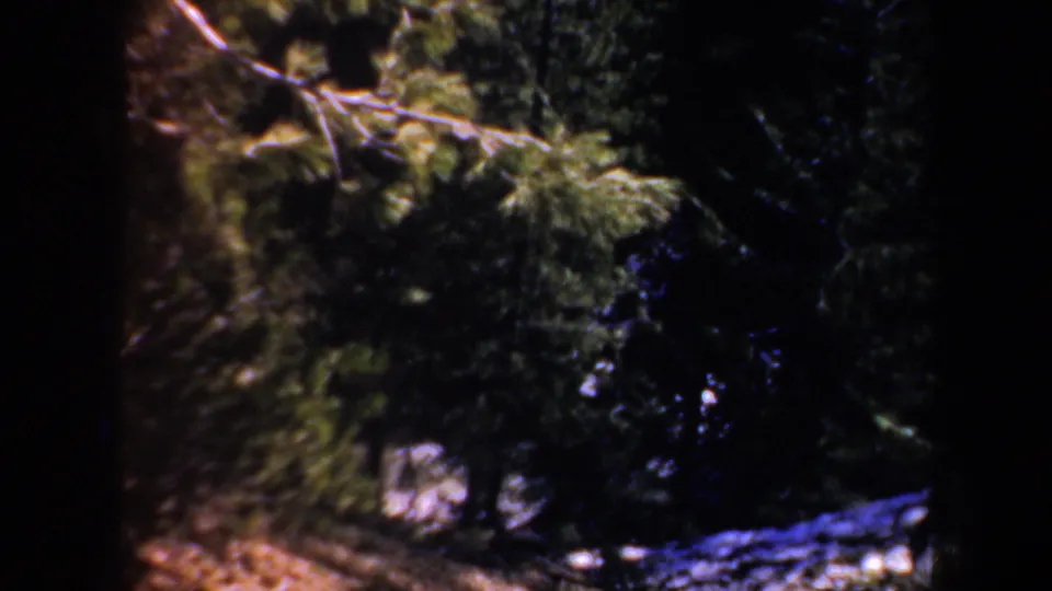 A dark 8mm view of Oregon evergreens, with branches crossing the frame and pale ground visible near the bottom.