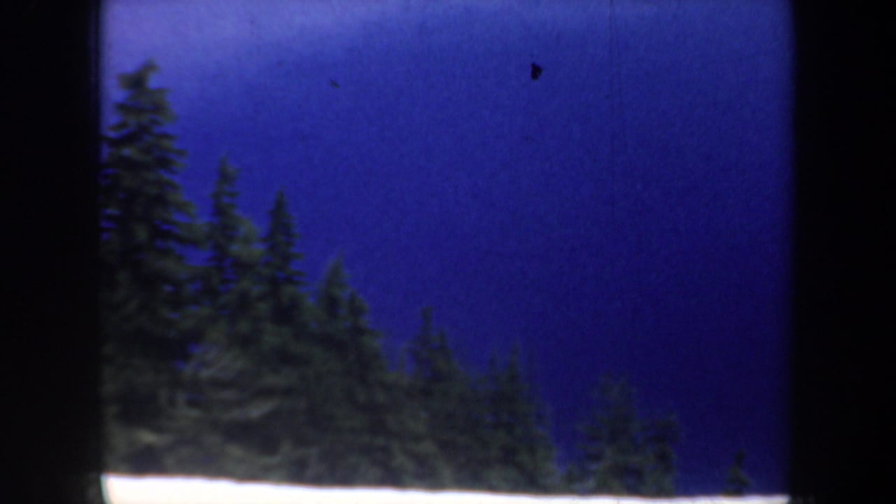 Evergreen treetops beneath a deep blue sky with dark film borders.