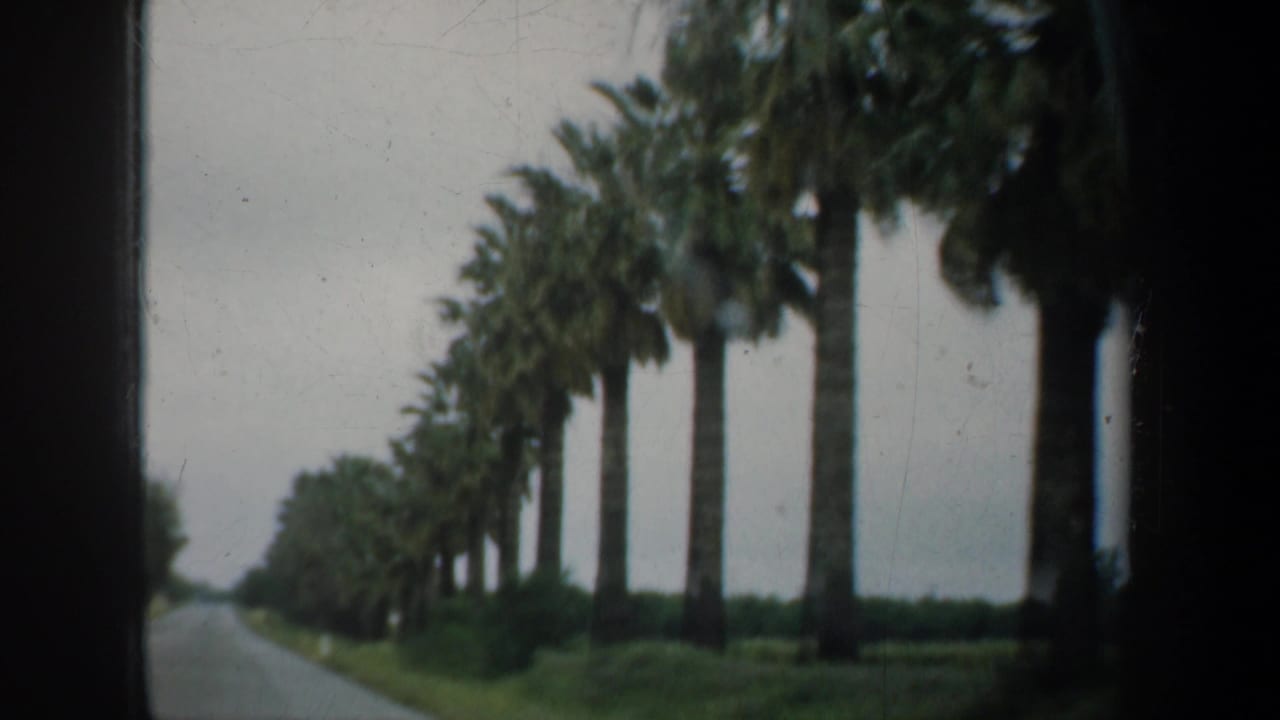 1957 Oregon 8mm frame showing an empty paved public road bordered by tall palm trees and low greenery, filmed from a moving vehicle under muted overcast light.