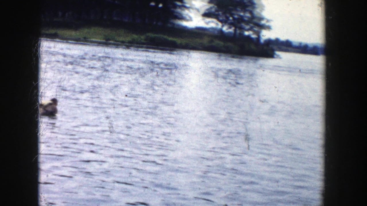 1958 Wisconsin lake footage showing a dog swimming through rippled water with trees and grass along the far shore.