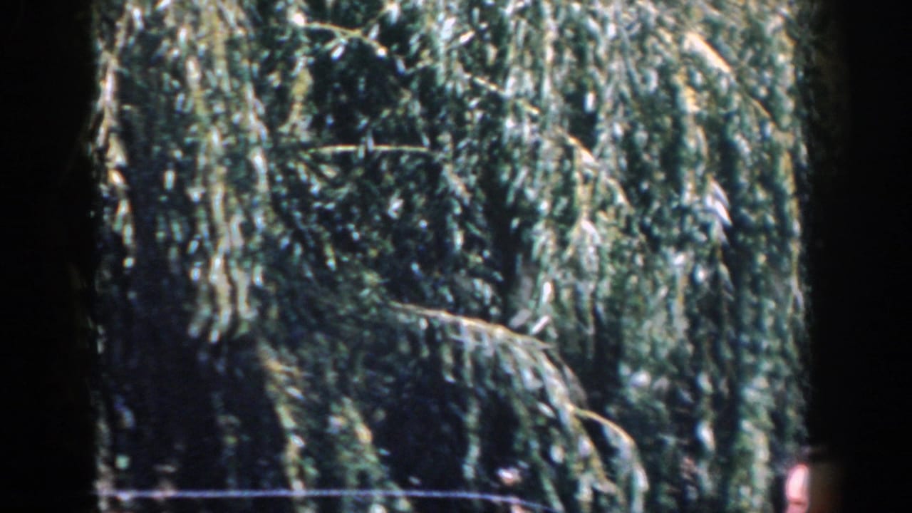 A close view of willow branches in rural Wisconsin, with a partial adult figure at the right edge of the home-movie frame.
