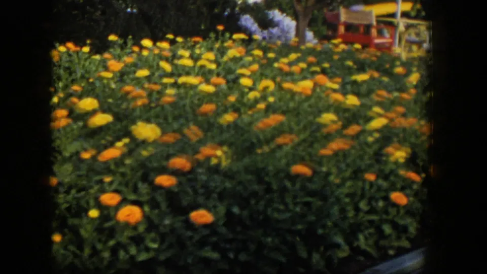 1954 Las Vegas home-movie view of a planted flower bed with yellow and orange blooms and patio furniture behind it.
