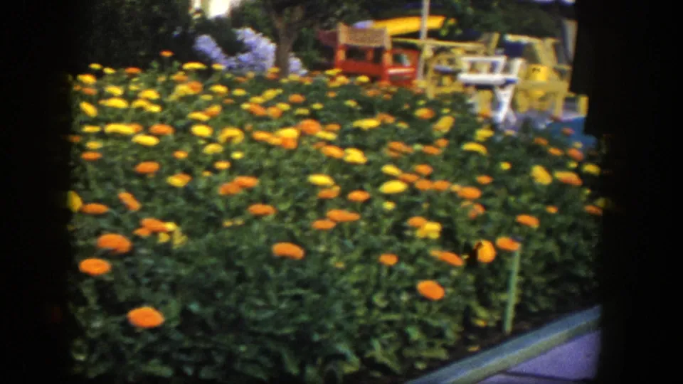 1954 Las Vegas frame of a colorful yard flower bed, with outdoor chairs and landscaping visible beyond the blooms.