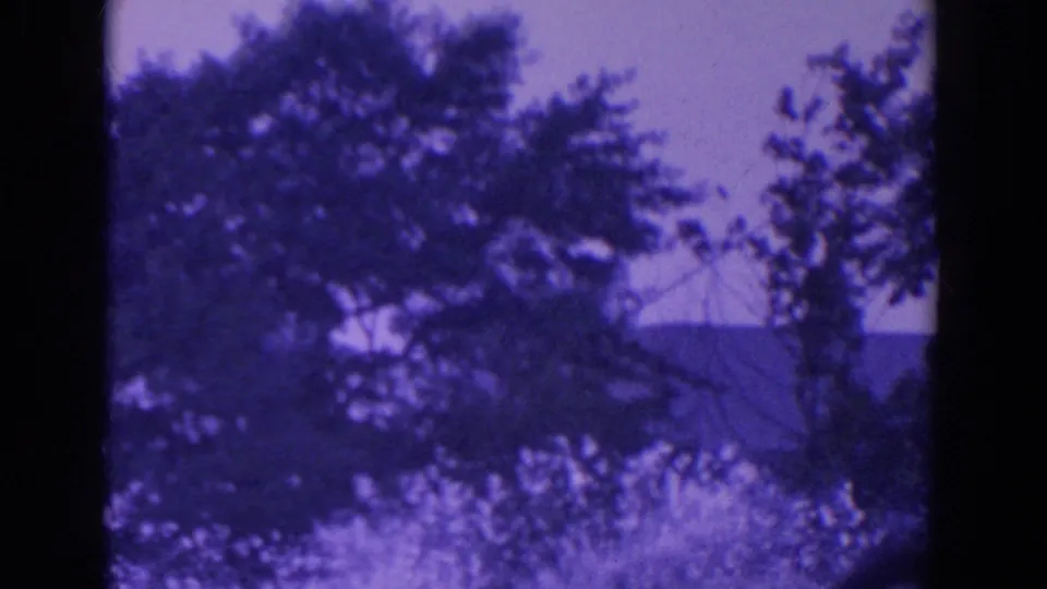 Soft purple-tinted frame of trees and foliage, with a low structure partly obscured in the background.