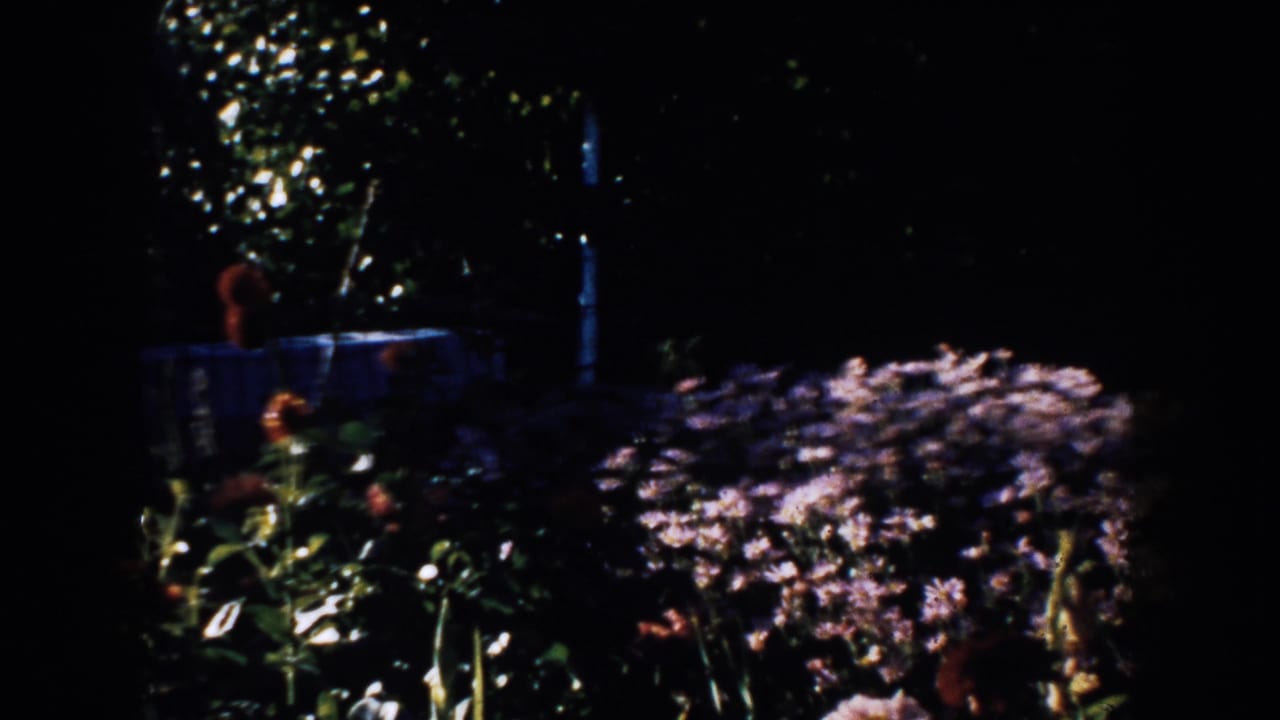Dark garden foliage with sunlit flower clusters emerging near the lower edge.