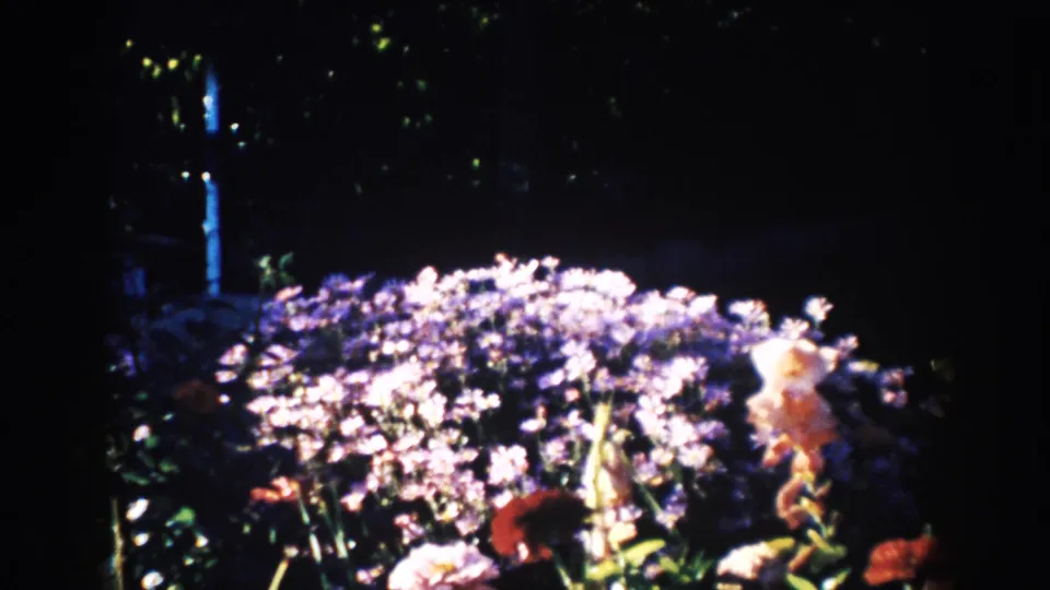1953 South Dakota garden frame with pale purple and white flowers catching sunlight against a dark leafy background.