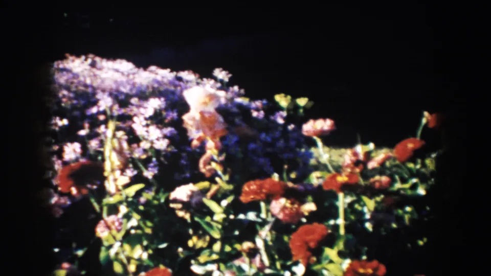 1953 South Dakota 8mm frame showing red flowers, pale purple blooms, and green stems in bright garden light.