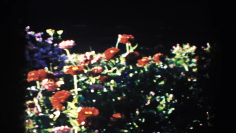 1953 South Dakota garden close view with red blossoms and leafy green plants set against deep shadow.