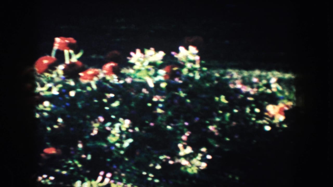 Sunlit flowering plants against a dark garden background.