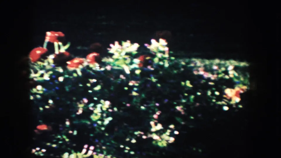 Sunlit red and pale flowers in a garden, seen in soft 8mm home-movie focus before the man appears.