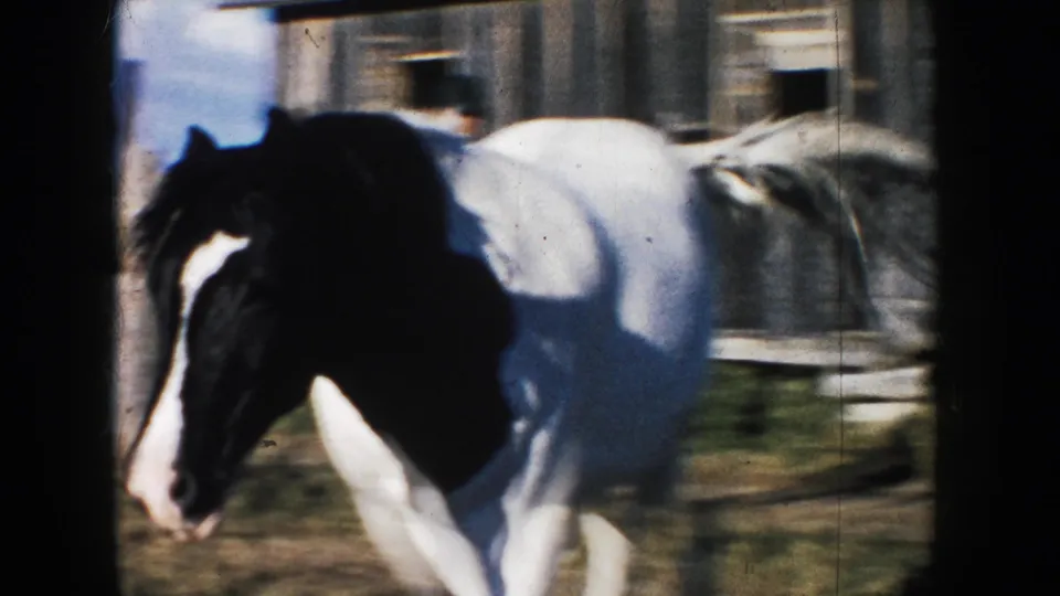 A black-and-white horse moves through a South Dakota farmyard near a weathered wooden barn in 1953 home-movie footage.