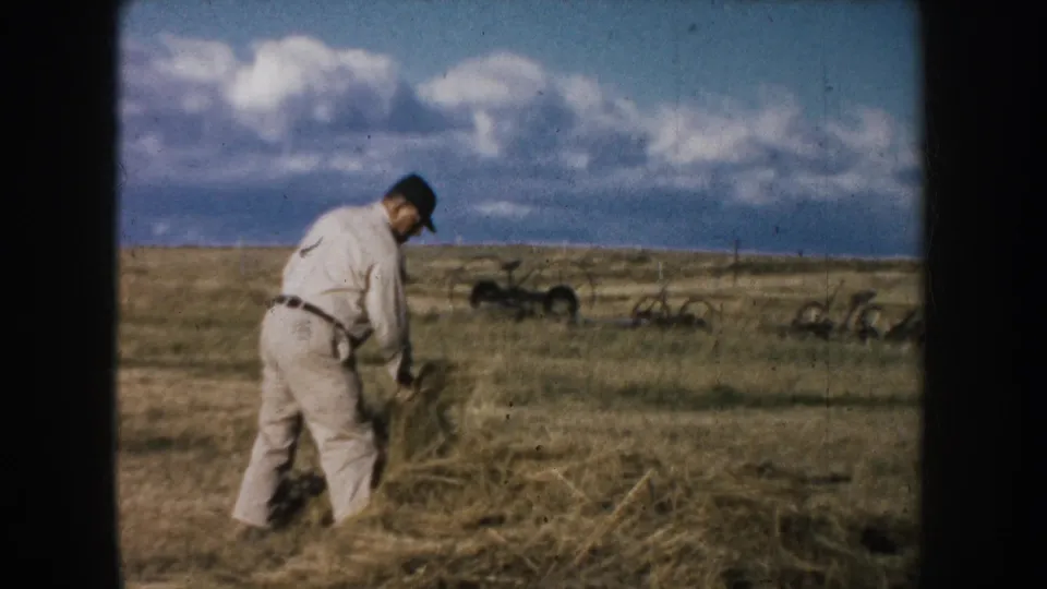 1953 South Dakota home-movie frame showing a man paused beside loose hay in a broad rural field with equipment on the horizon.