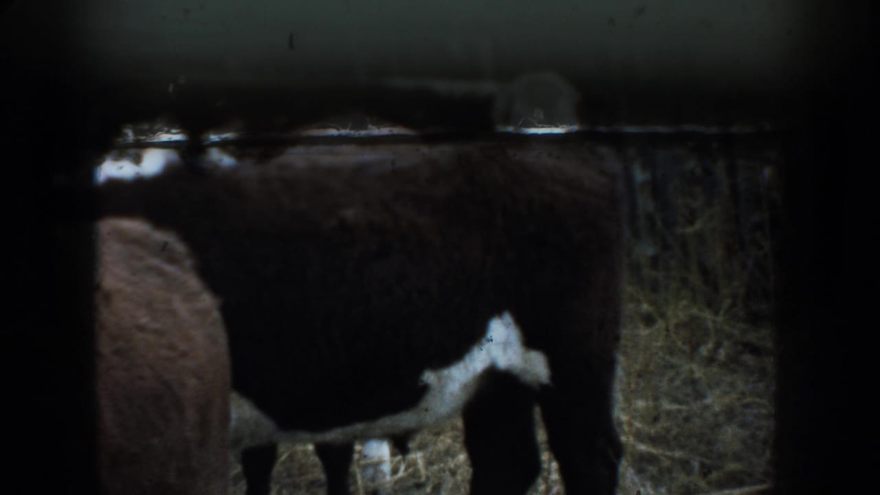 1953 South Dakota 8mm frame showing brown and white cattle in a pen, with dark framing and soft exposure from the home-movie scan.