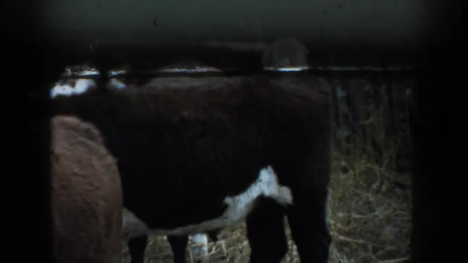 1953 South Dakota 8mm frame showing brown and white cattle in a pen, with dark framing and soft exposure from the home-movie scan.