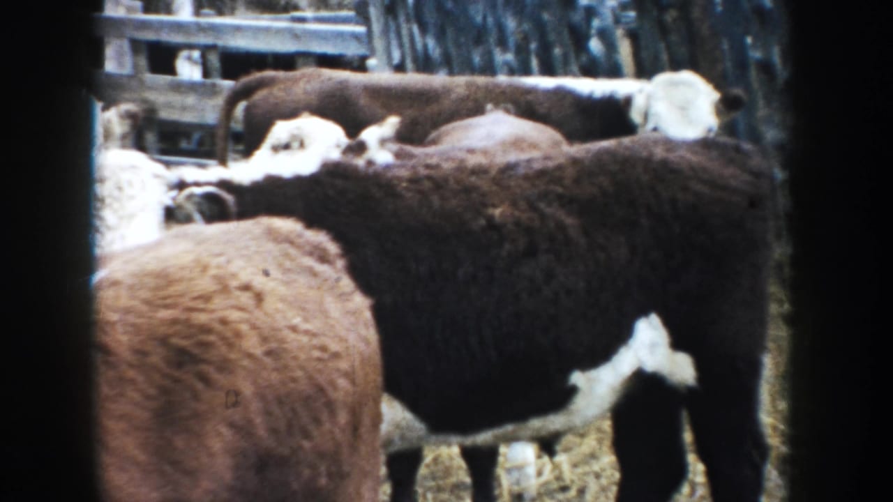 1953 South Dakota 8mm frame showing several brown and white cattle standing close together inside a fenced farm pen.
