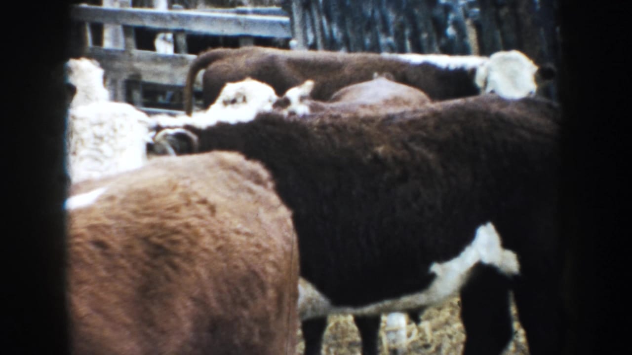 Brown-and-white cattle gathered behind dark frame edges near a wooden fence.