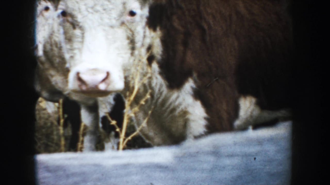 Close 1953 South Dakota 8mm view of a brown-and-white bovine facing the camera near hay and a pale rail.