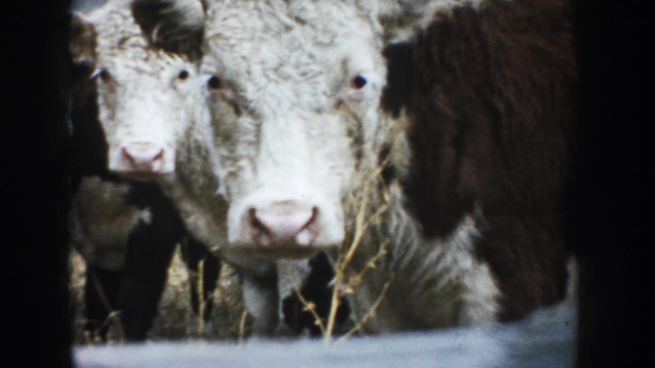1953 South Dakota home-movie frame with two brown-and-white bovines close to the lens, framed by a low rail and dark edge.