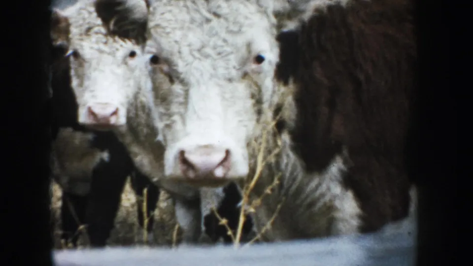 1953 South Dakota home-movie frame with two brown-and-white bovines close to the lens, framed by a low rail and dark edge.