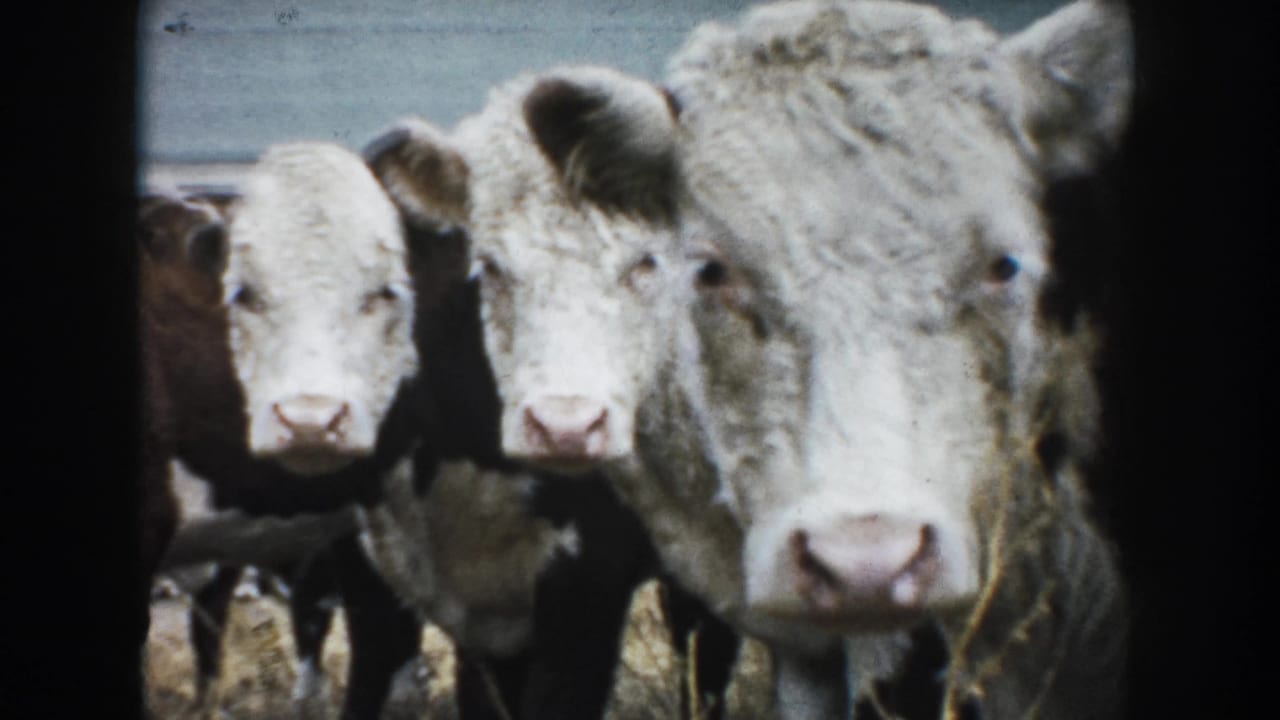 1953 South Dakota 8mm frame showing three brown-and-white bovines facing the camera in a rural livestock pen.