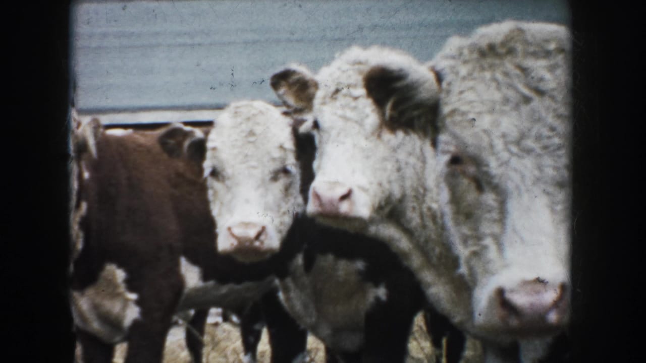 1953 South Dakota 8mm frame of white-faced brown calves looking toward the camera beside a wooden fence.