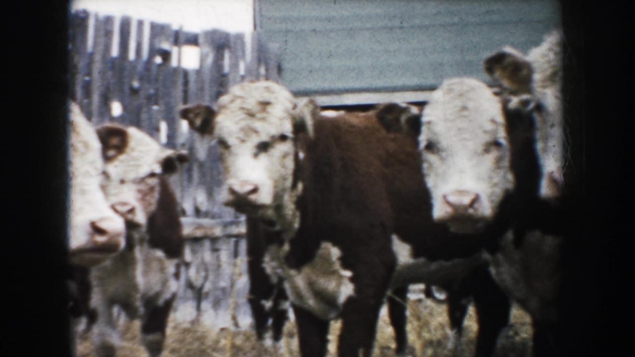 1953 South Dakota farmyard view of calves facing the handheld 8mm camera near weathered wooden fencing.