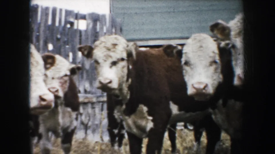 1953 South Dakota farmyard view of calves facing the handheld 8mm camera near weathered wooden fencing.