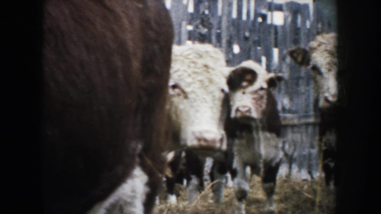 A close 1953 South Dakota 8mm view shows calves behind a large brown foreground animal in a farm enclosure.