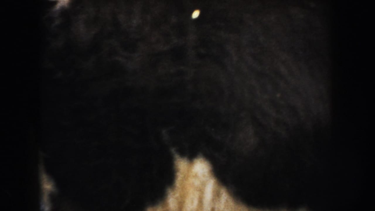 The handheld 8mm pan ends in a very close, dark view of an animal body with straw and farmyard ground beneath.