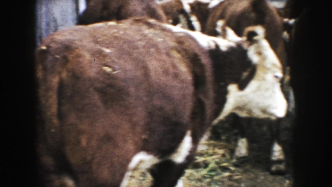 Brown-and-white cattle stand close together inside a straw-covered barn pen.