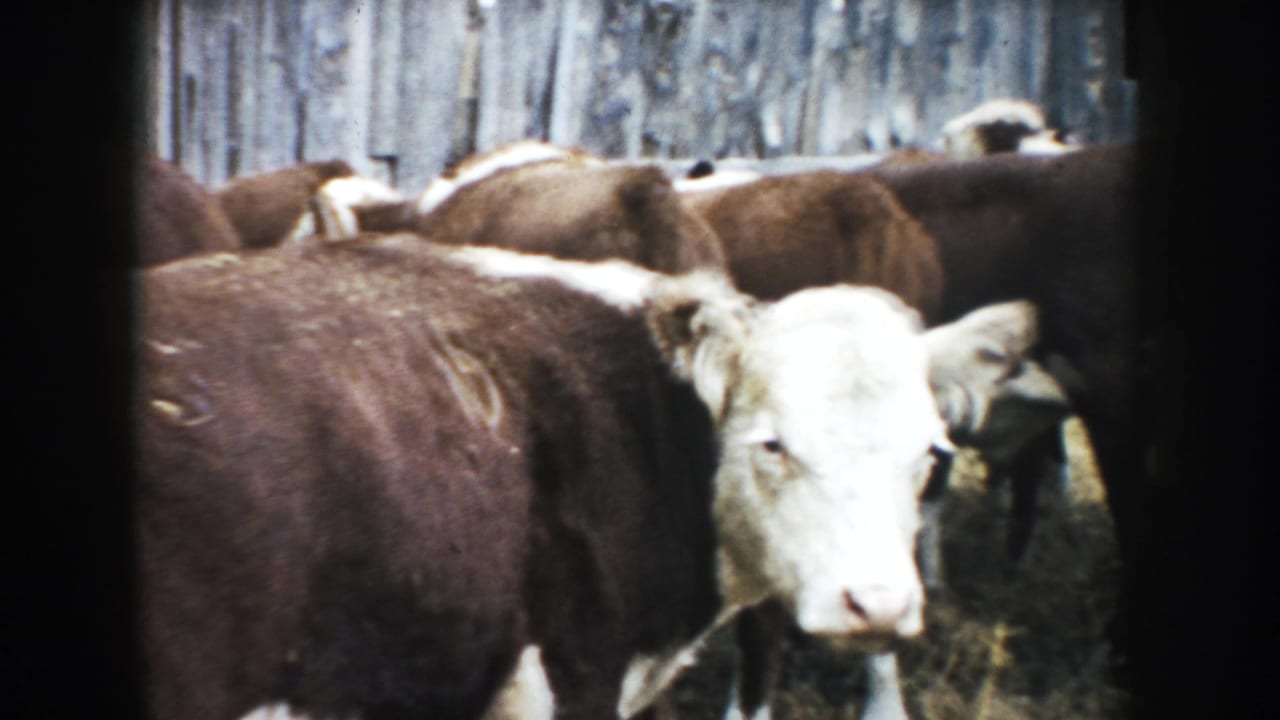 White-faced brown cow near the camera among a herd in a South Dakota barn pen, seen in soft 1950s 8mm color.