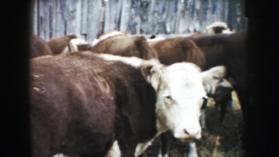 White-faced brown cow near the camera among a herd in a South Dakota barn pen, seen in soft 1950s 8mm color.