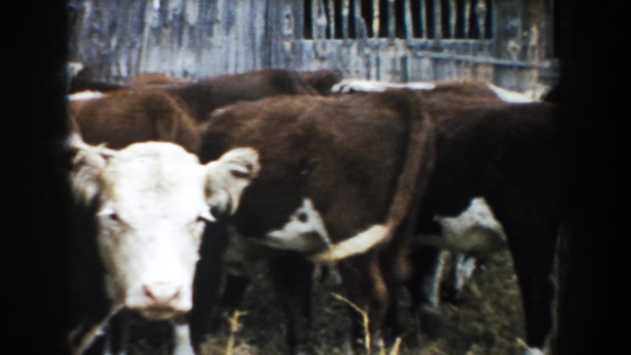 White-faced calf close to the lens with other brown-and-white cattle behind it in a 1953 South Dakota barn setting.
