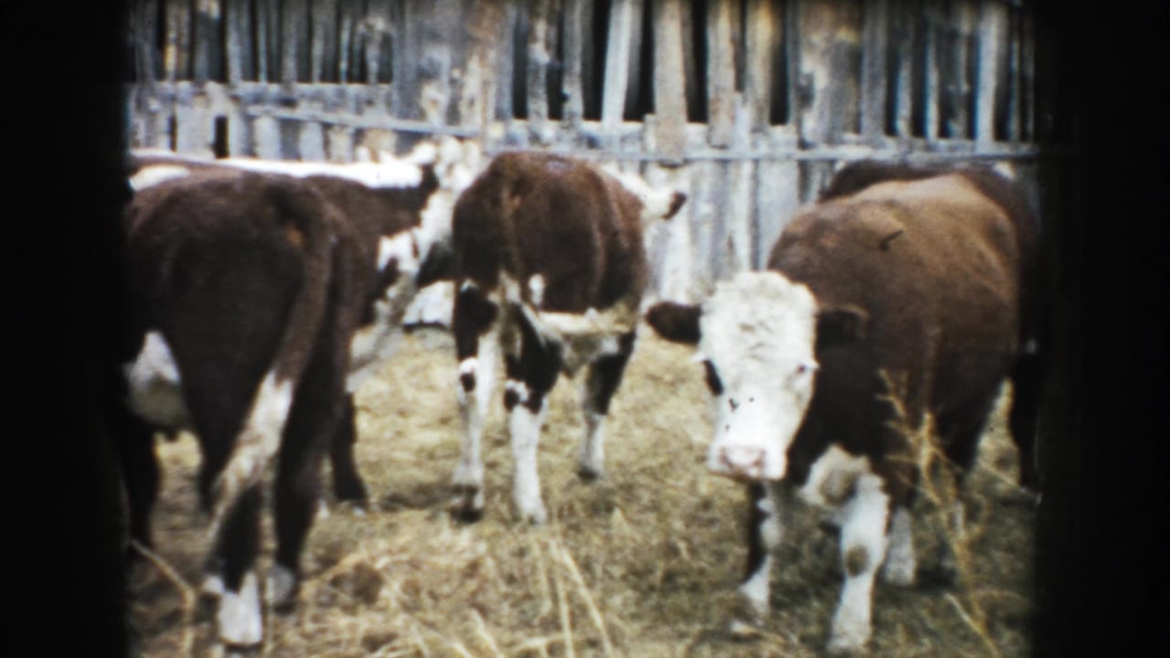 Brown-and-white cattle move through a straw-covered South Dakota barn pen in a faded 1950s 8mm home-movie frame.