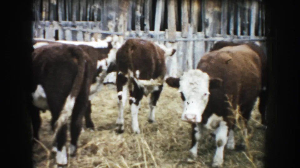 Brown-and-white cattle move through a straw-covered South Dakota barn pen in a faded 1950s 8mm home-movie frame.
