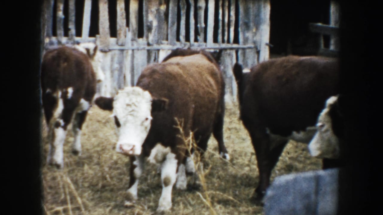Brown-and-white cattle stand in a straw-covered corral beside weathered wooden fencing.