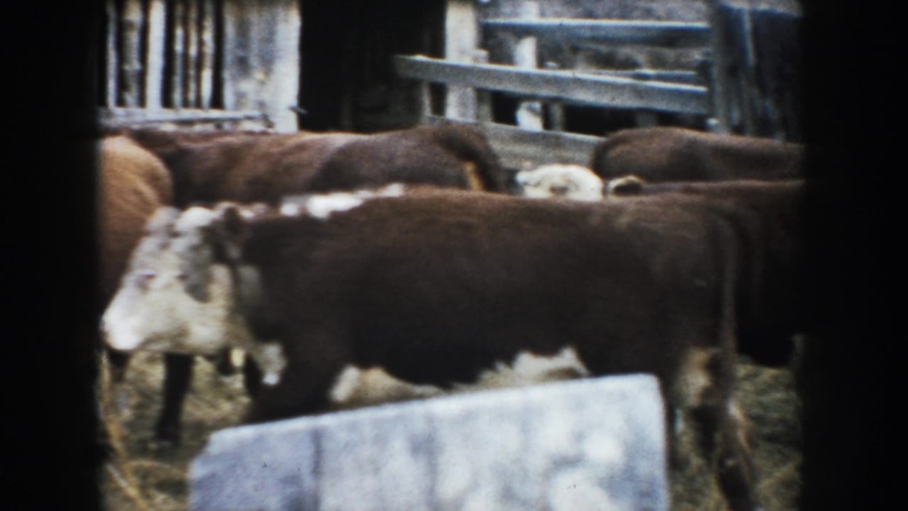 1953 South Dakota 8mm frame with cattle moving through a rustic fenced corral, partly blocked by a dark foreground post or gate edge.