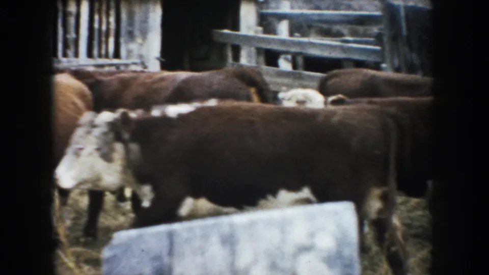 1953 South Dakota 8mm frame with cattle moving through a rustic fenced corral, partly blocked by a dark foreground post or gate edge.