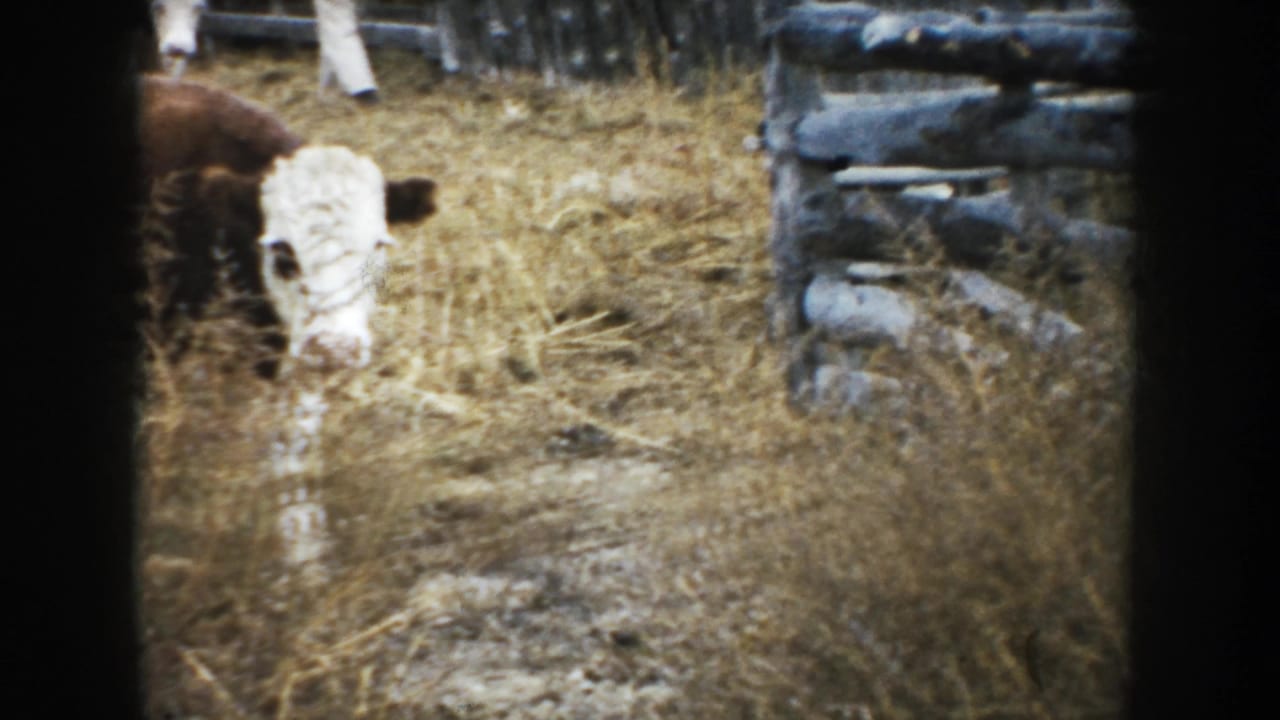 1953 South Dakota 8mm frame showing a white-faced brown cow close to the camera in a strawy corral with rough wood fencing behind it.