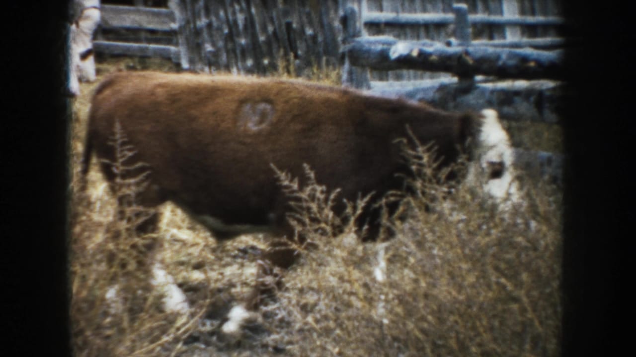1953 South Dakota 8mm frame of a brown-and-white cow seen side-on near weeds, straw, and rough fencing in a rural corral.