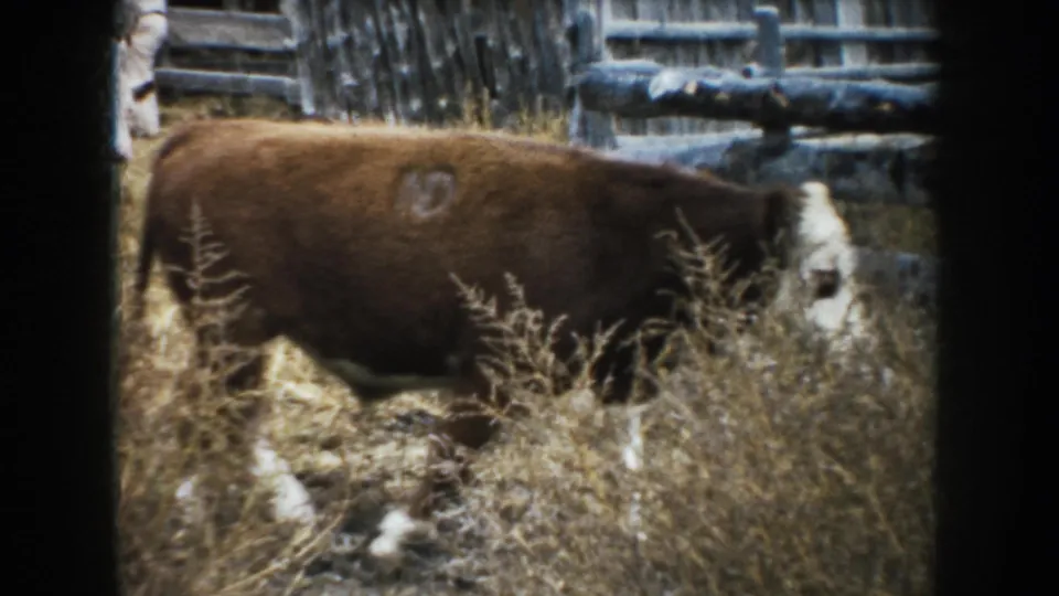 1953 South Dakota 8mm frame of a brown-and-white cow seen side-on near weeds, straw, and rough fencing in a rural corral.
