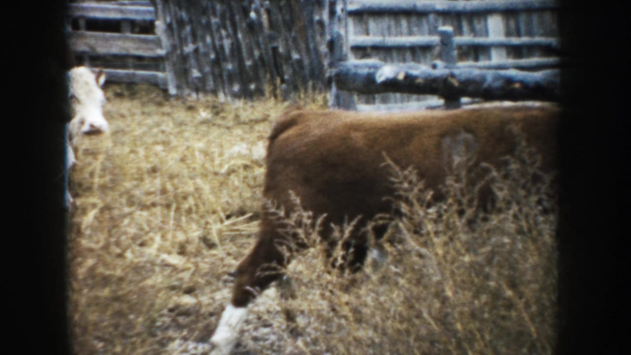 A brown-and-white cow moves left to right through dry grass in a rustic South Dakota farm enclosure, consistent with 1953 8mm home-movie footage.