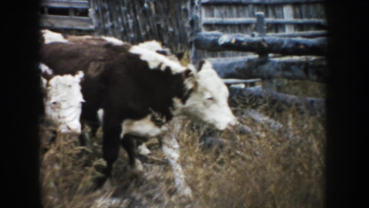 Brown-and-white cattle cluster near weathered fencing in a South Dakota ranch enclosure, seen in grainy 1953 8mm home-movie footage.