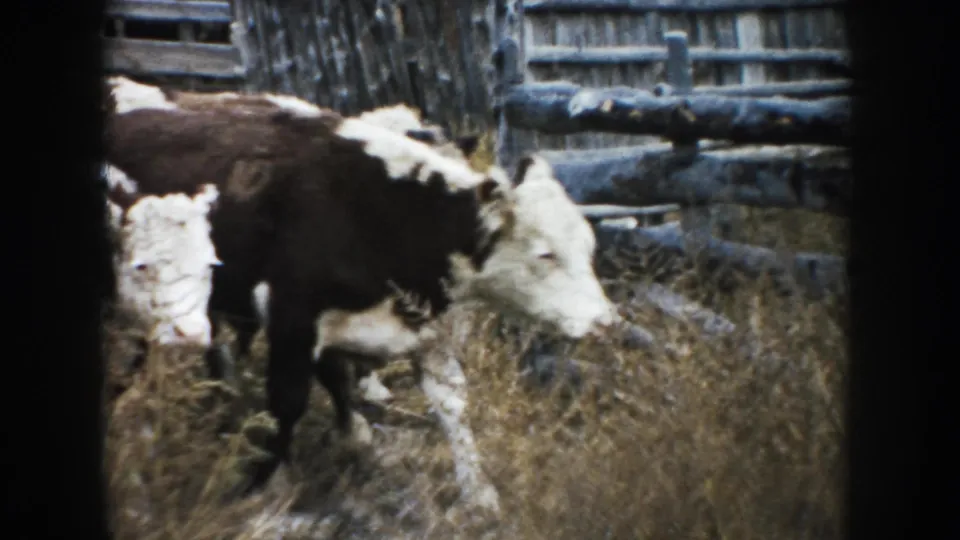 Brown-and-white cattle cluster near weathered fencing in a South Dakota ranch enclosure, seen in grainy 1953 8mm home-movie footage.