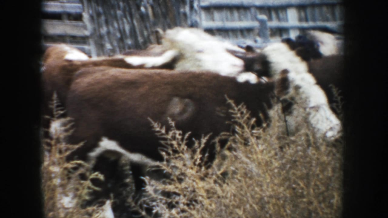 The herd passes close to the camera through tall dry grass, with weathered ranch fencing behind them in 1953 South Dakota 8mm footage.