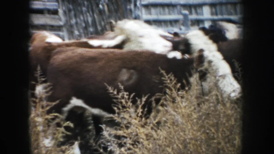 The herd passes close to the camera through tall dry grass, with weathered ranch fencing behind them in 1953 South Dakota 8mm footage.
