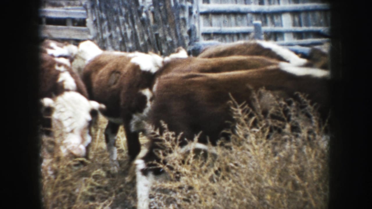 Several cattle bunch together in a dry fenced enclosure, with a white-faced animal partly visible in 1953 South Dakota home-movie footage.