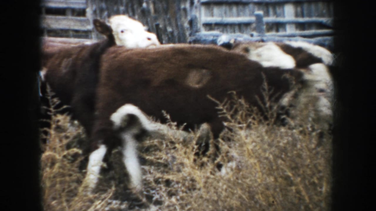 Brown and white cattle move through dry grass beside a weathered wooden fence.