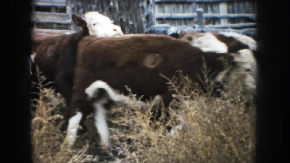 Hereford cattle pass through dry grass in a rural South Dakota farm scene from 1953, with a weathered fence behind them.